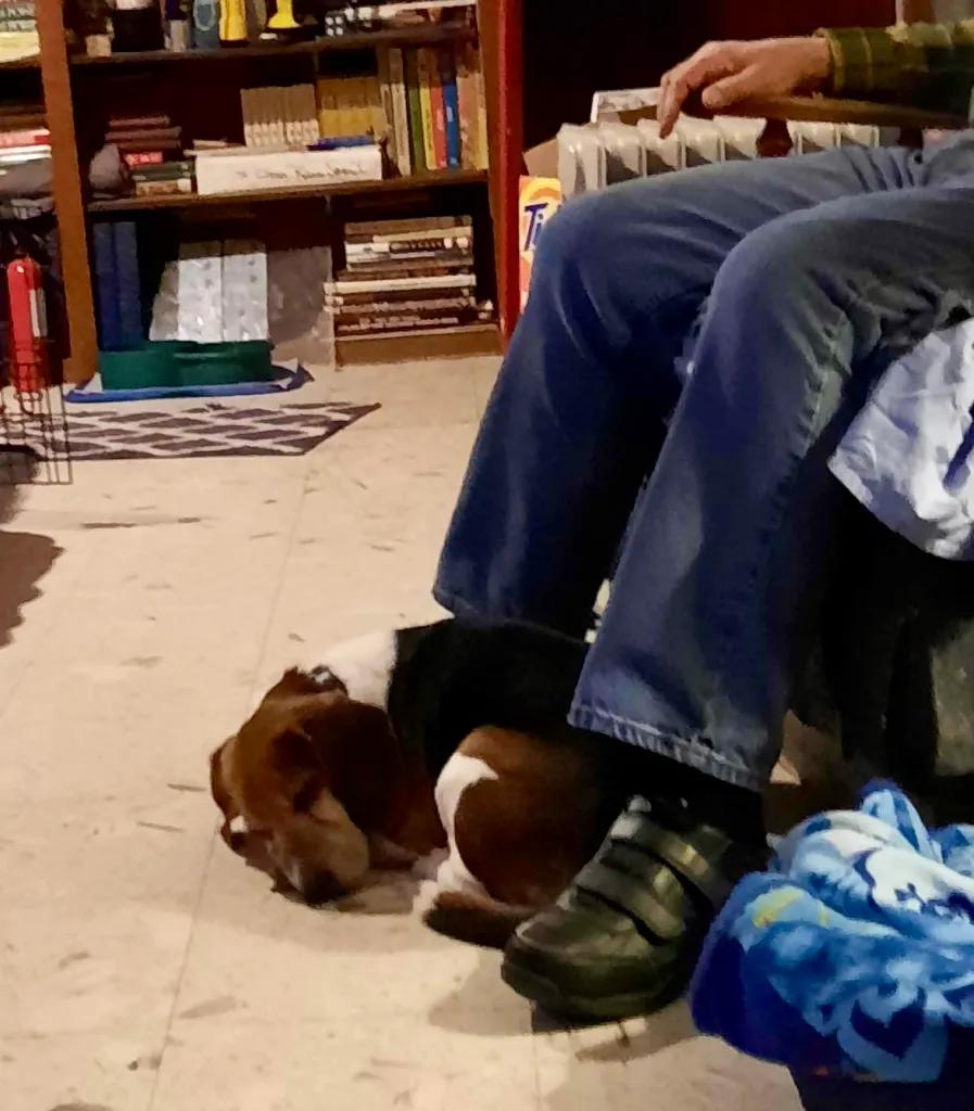 Finbar Baldwin, a Adoptable Beagle in Waldorf, MD image 2/3