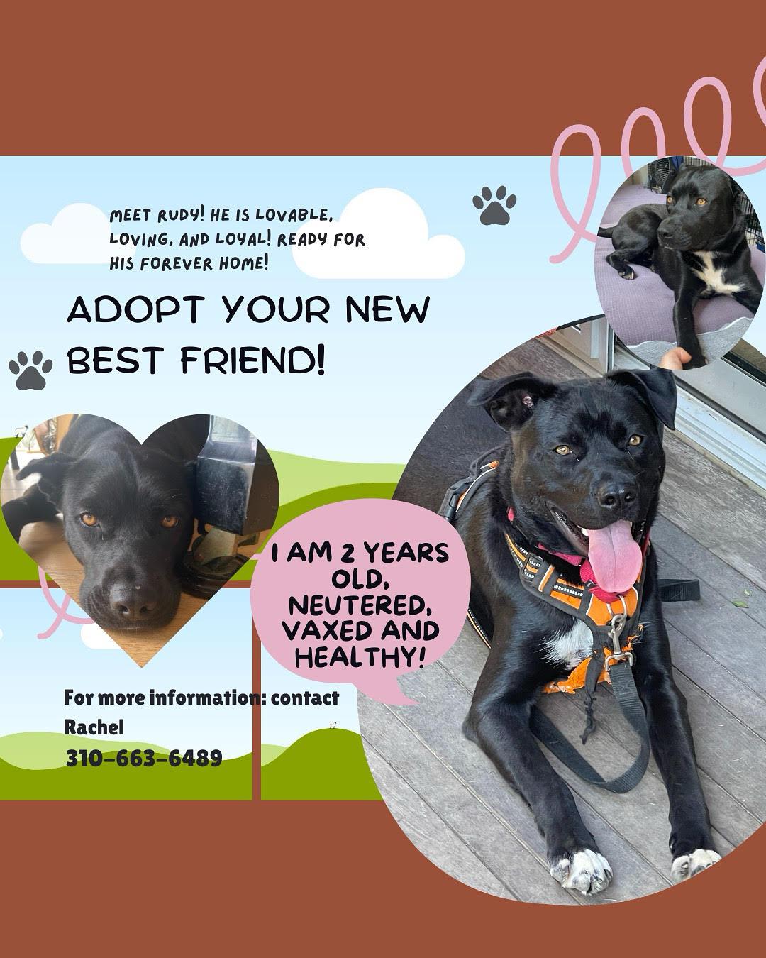 Rudy - Courtesy Post, a Adoptable mixed breed in Marina Del Rey, CA image 2/3