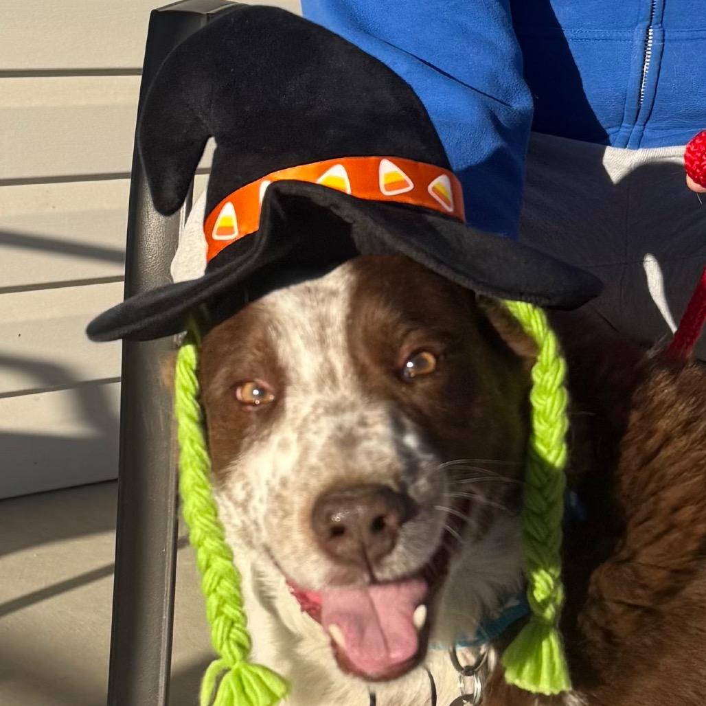 Cooper, Adoptable, Senior Male Border Collie & McNab.