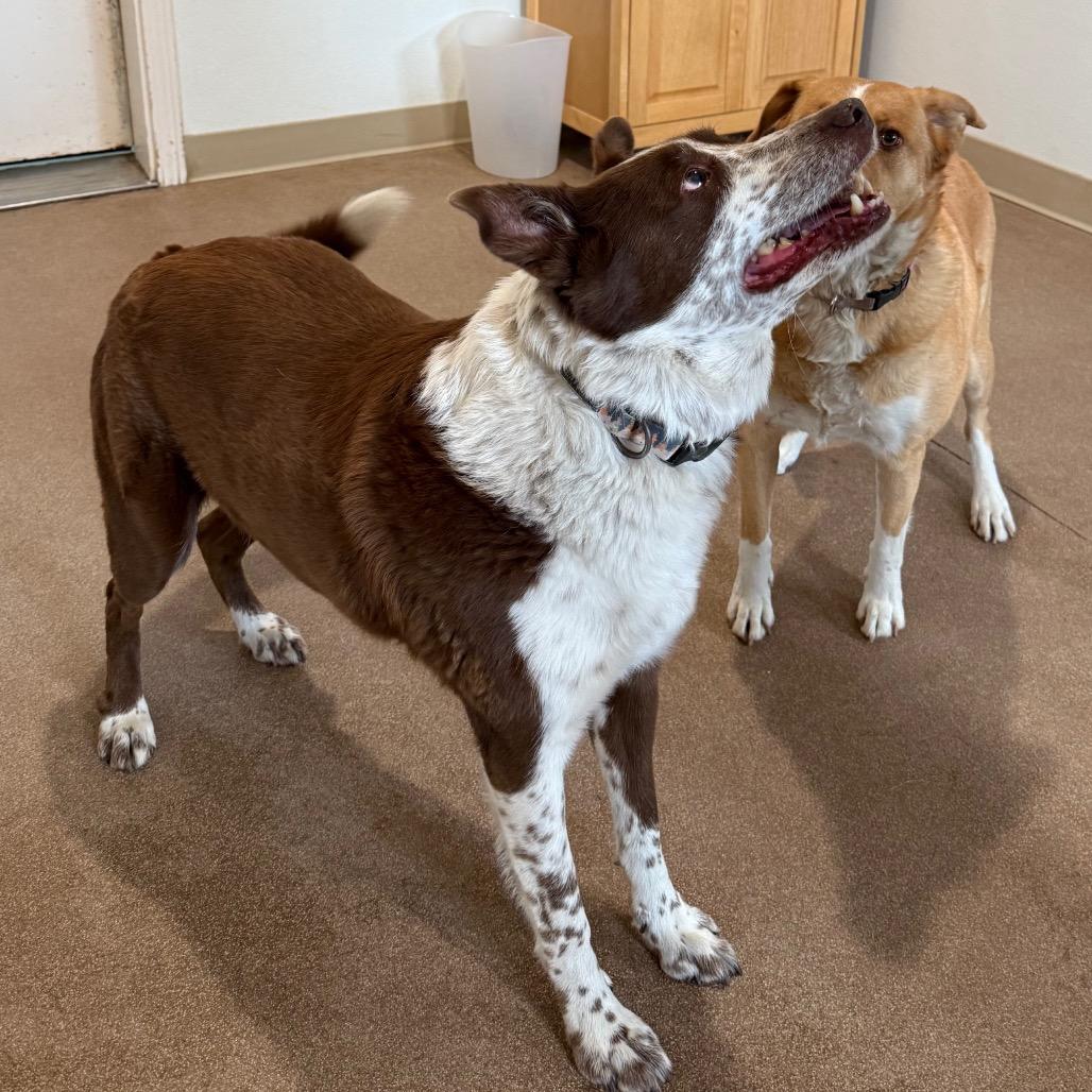 Enlarge Cooper, a Adoptable mixed breed in Cedaredge, CO image 2/6