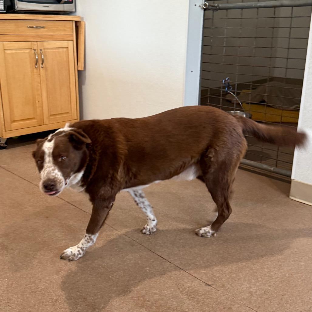 Enlarge Cooper, a Adoptable mixed breed in Cedaredge, CO image 3/6