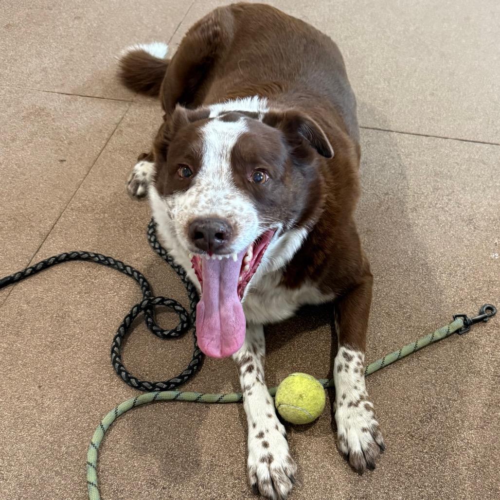 Enlarge Cooper, a Adoptable mixed breed in Cedaredge, CO image 4/6