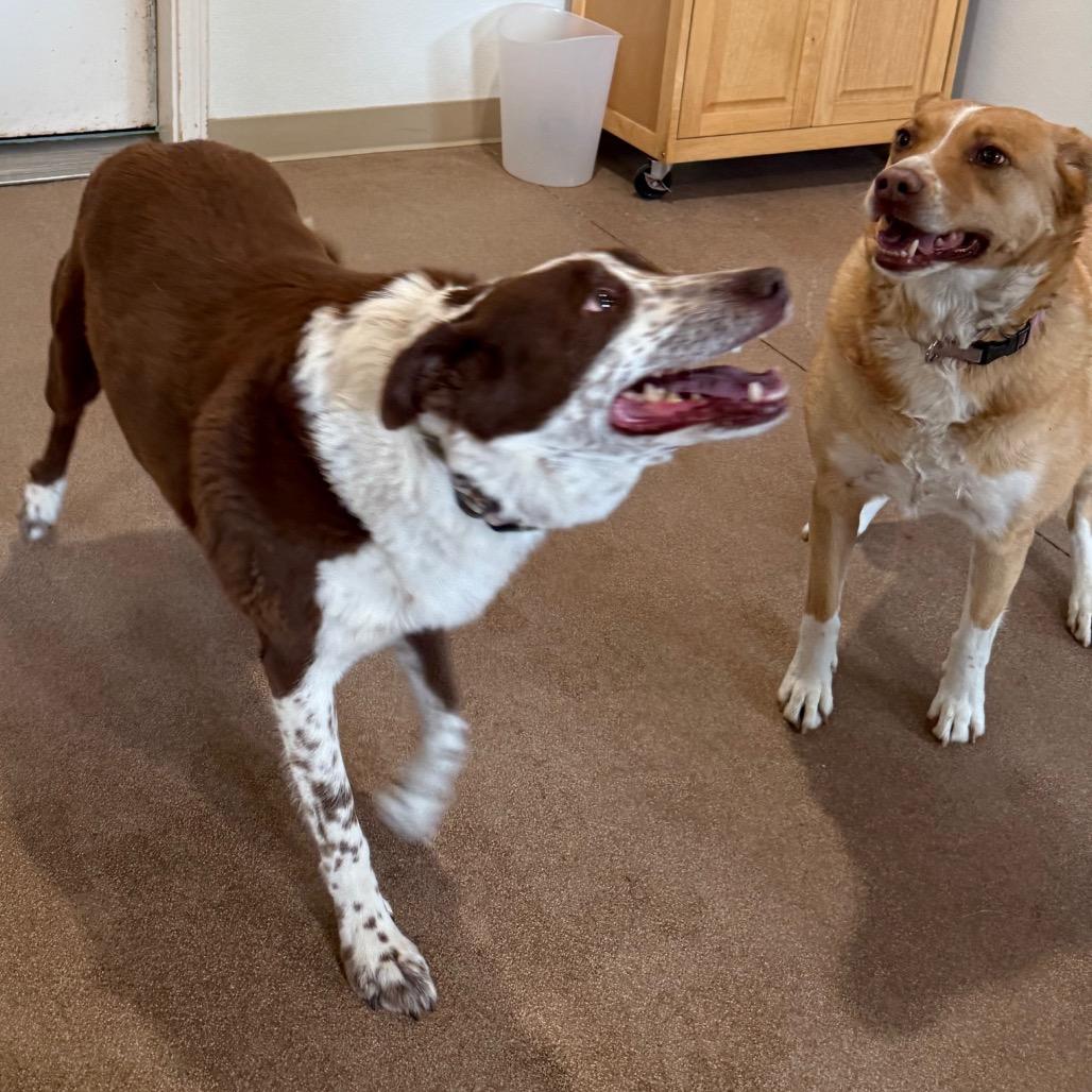 Enlarge Cooper, a Adoptable mixed breed in Cedaredge, CO image 6/6