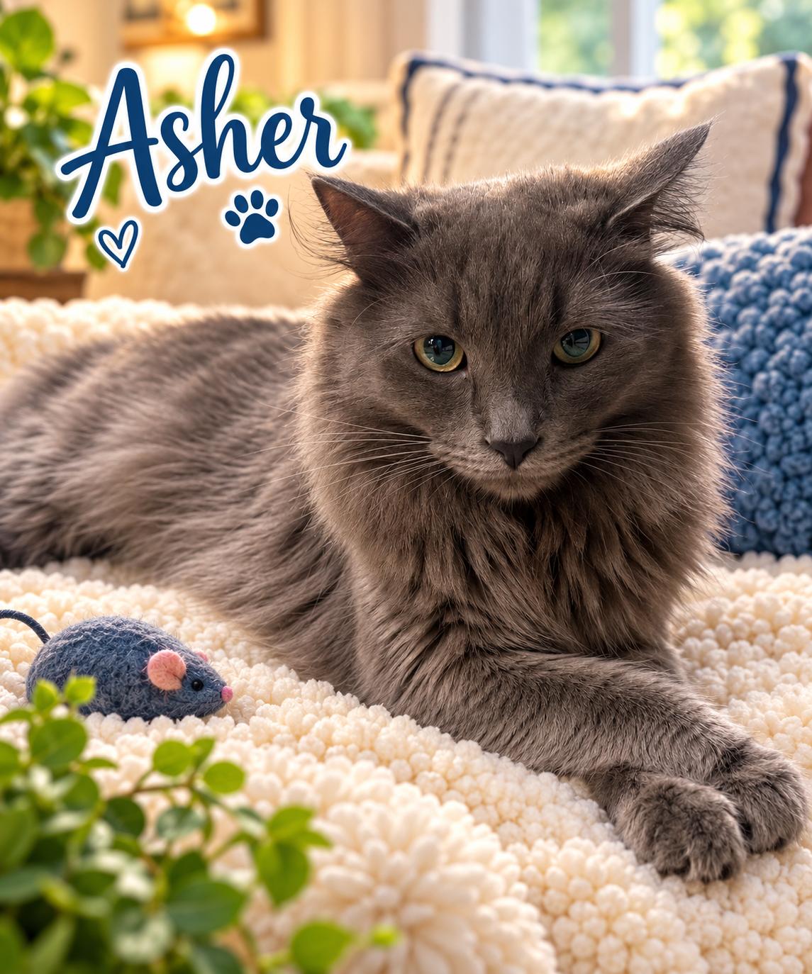 Enlarge ASHER (foster w/NIKKI), a Adopted Domestic Medium Hair in Monrovia, CA image 3/4