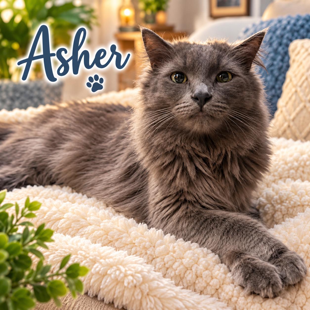 ASHER (foster w/NIKKI), Adopted, Adult Male Domestic Medium Hair.