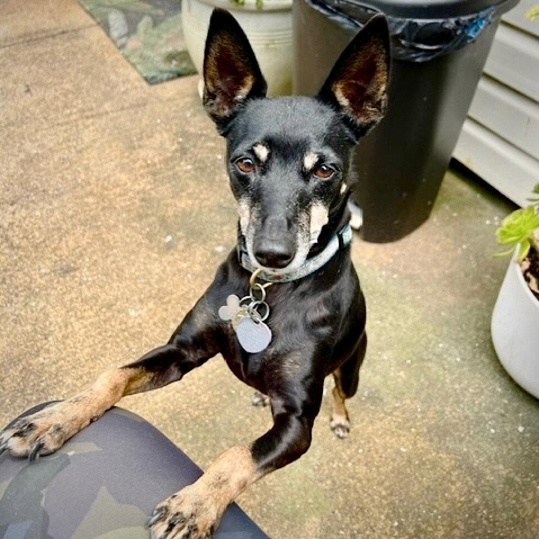 Lola (CA), Adoptable, Adult Female Rat Terrier.