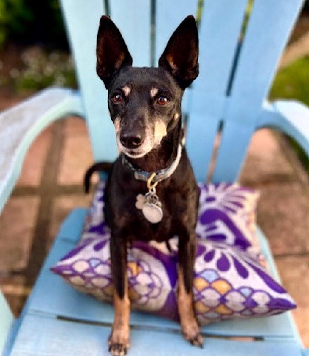 Lola (CA), a Adoptable Rat Terrier in San Francisco , CA image 2/3