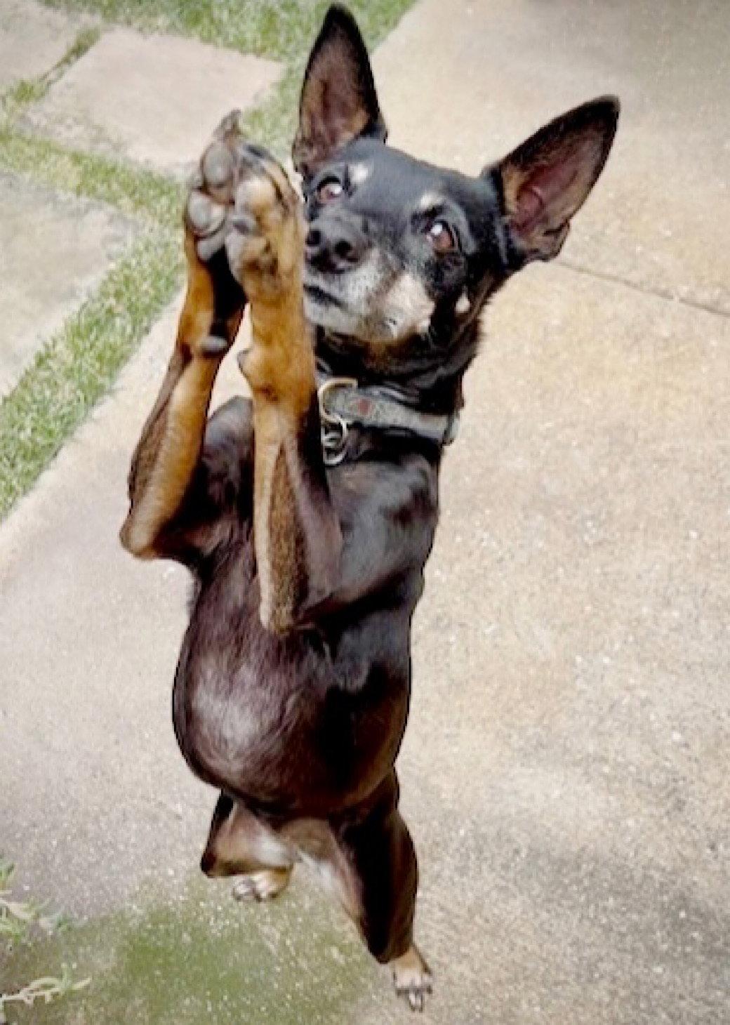 Lola (CA), a Adoptable Rat Terrier in San Francisco , CA image 3/3