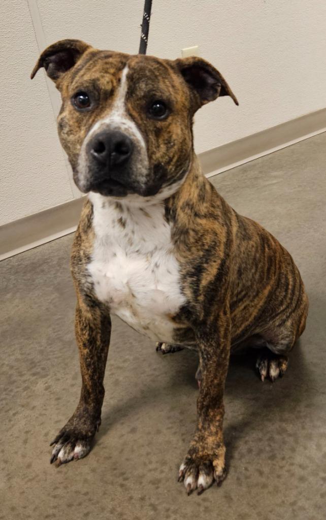Brutus, Adoptable, Adult Male Pit Bull Terrier & Mixed Breed.