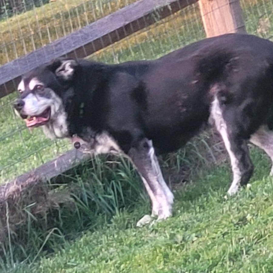Roybert, Adoptable, Senior Male Mixed Breed.