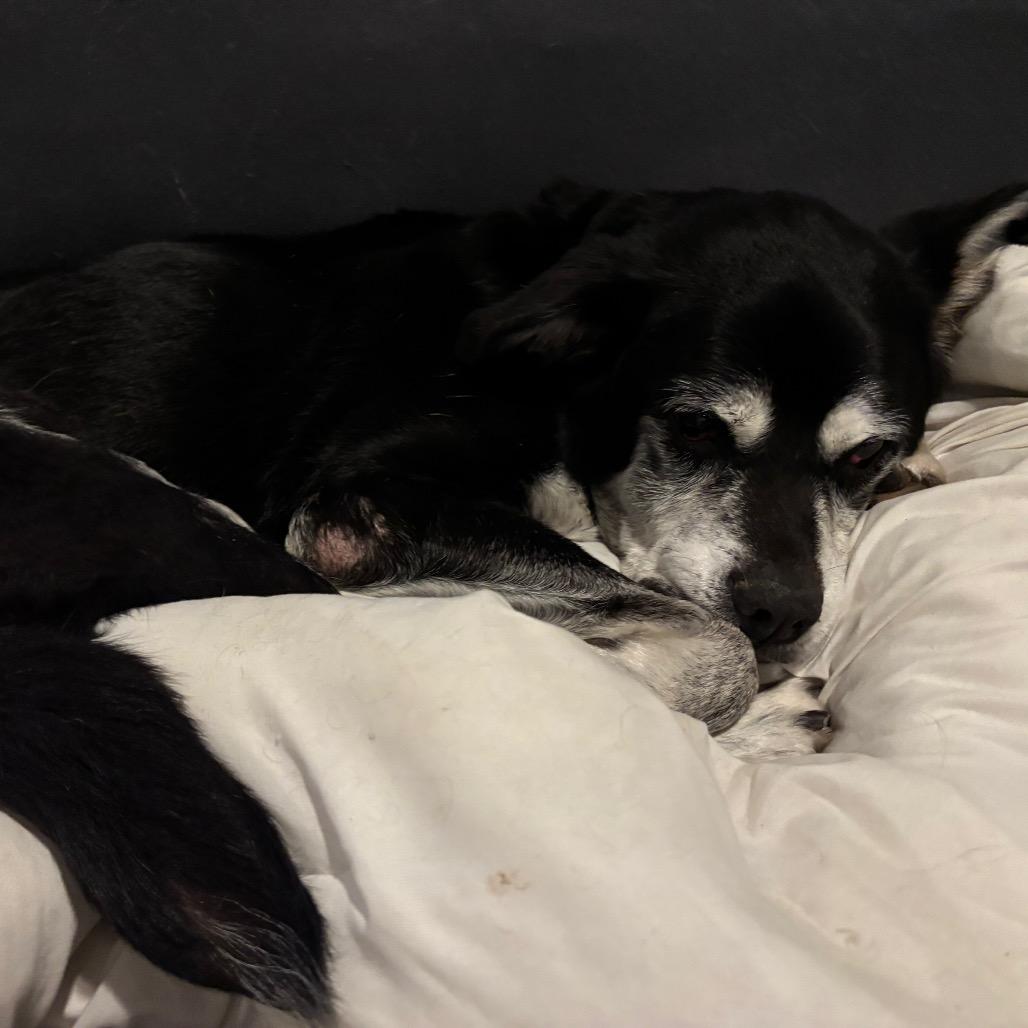 Roybert, a Adoptable Mixed Breed in Tunkhannock, PA image 2/5
