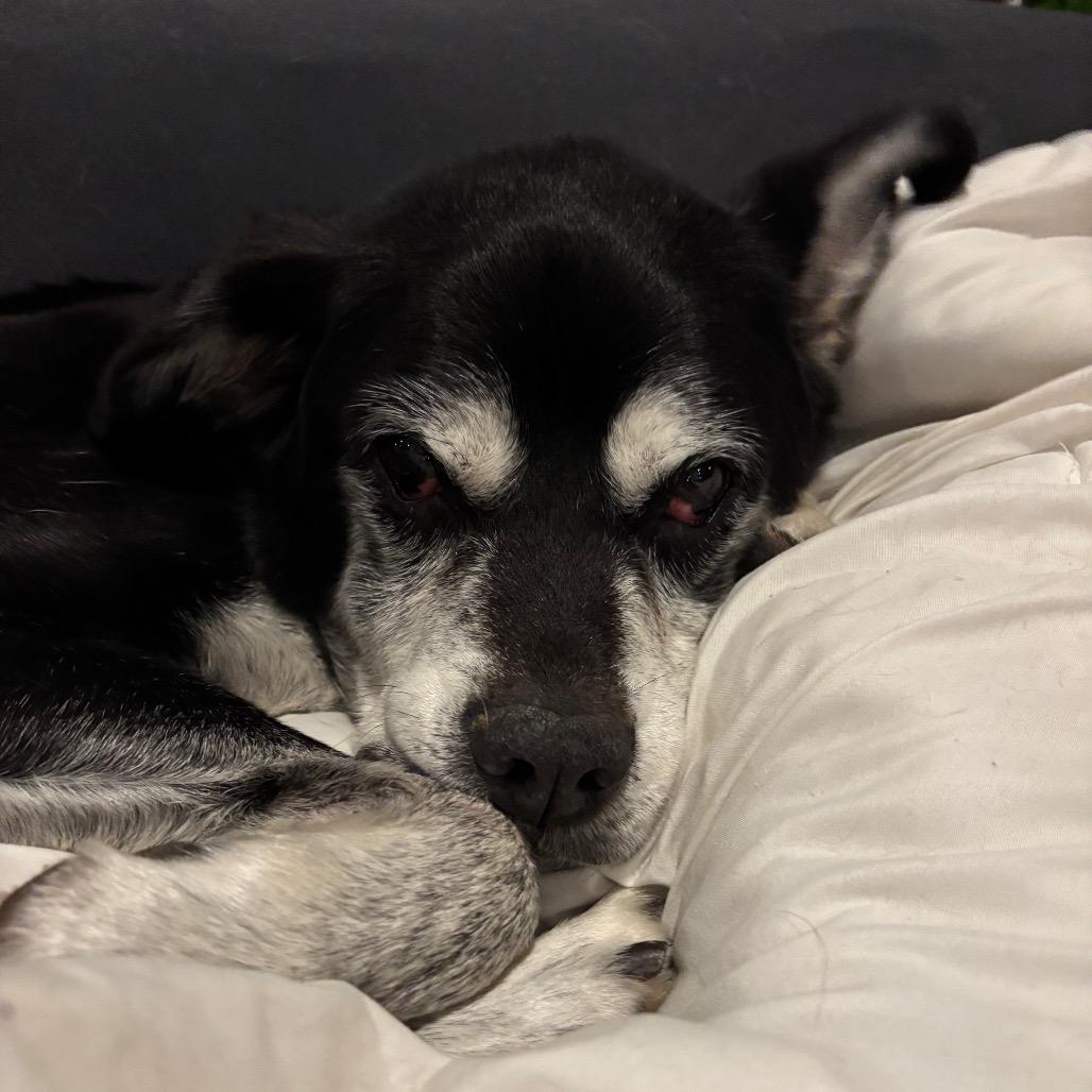 Roybert, a Adoptable Mixed Breed in Tunkhannock, PA image 5/5