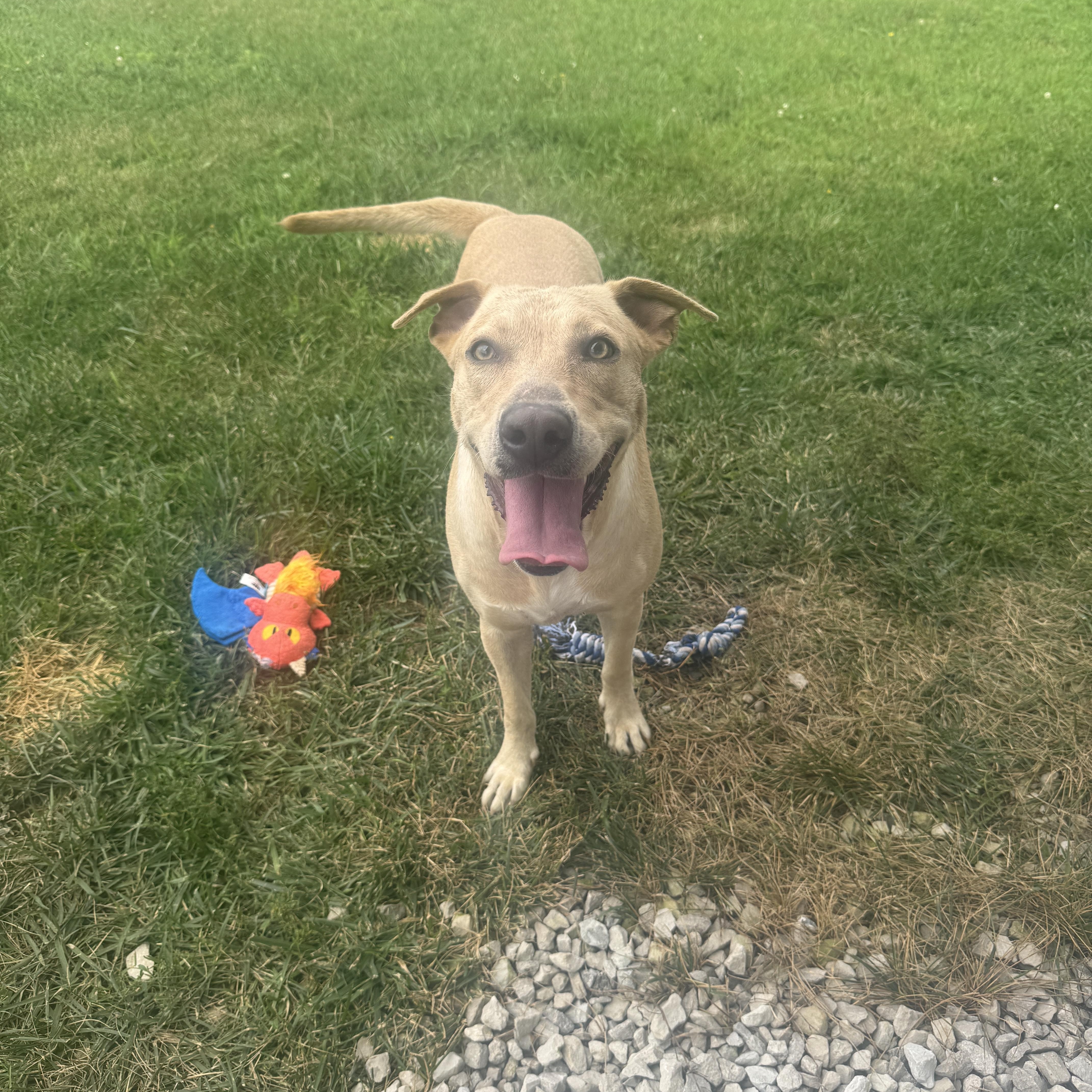 Josie, Adoptable, Adult Female Labrador Retriever.