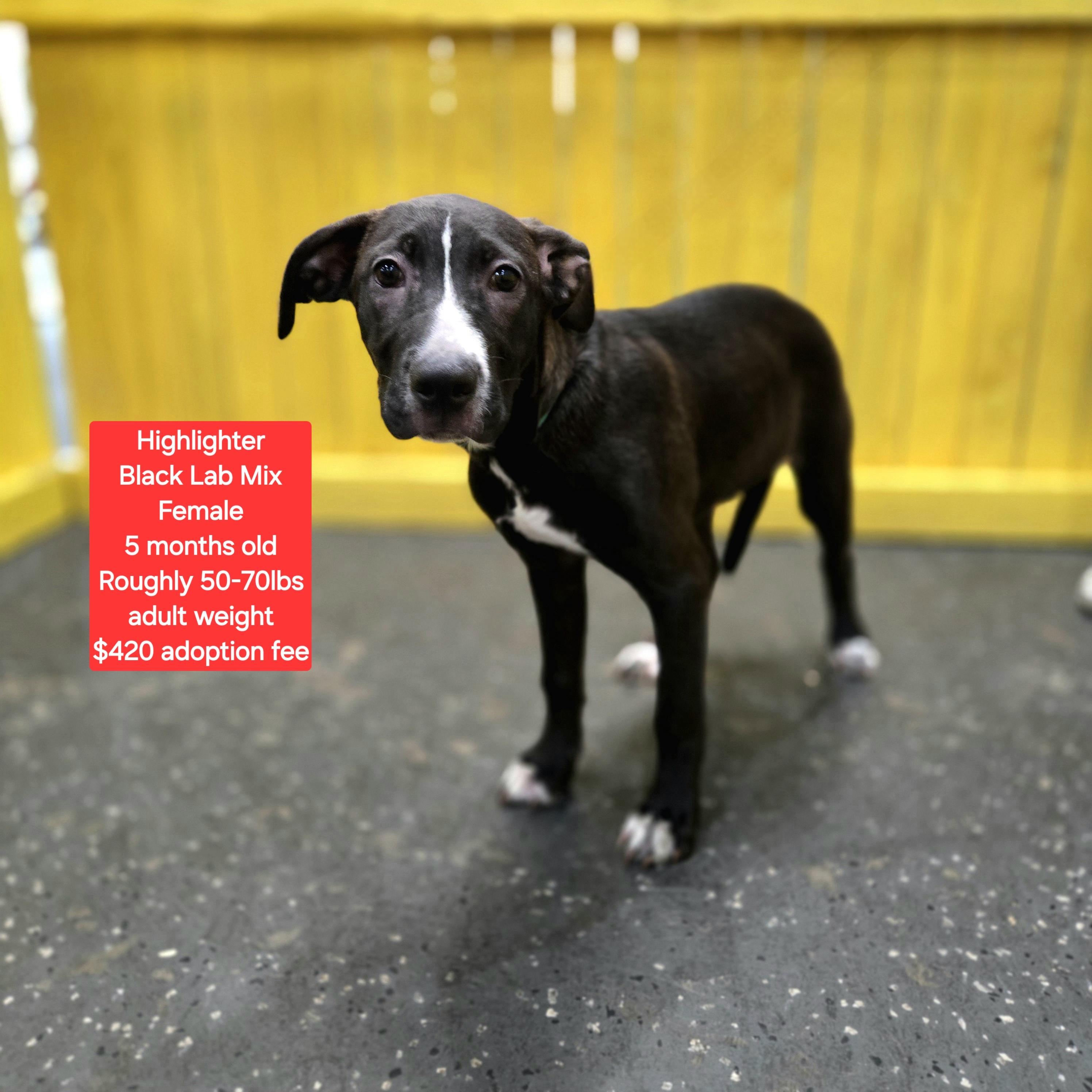 Highlighter, Adoptable, Young Female Black Labrador Retriever.