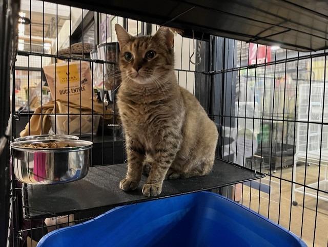 Enlarge Miss Marple, a Adoptable mixed breed in Lancaster, PA image 1/1