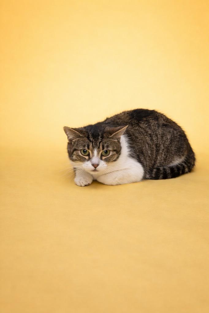 Ocean, Adoptable, Young Male Domestic Short Hair.