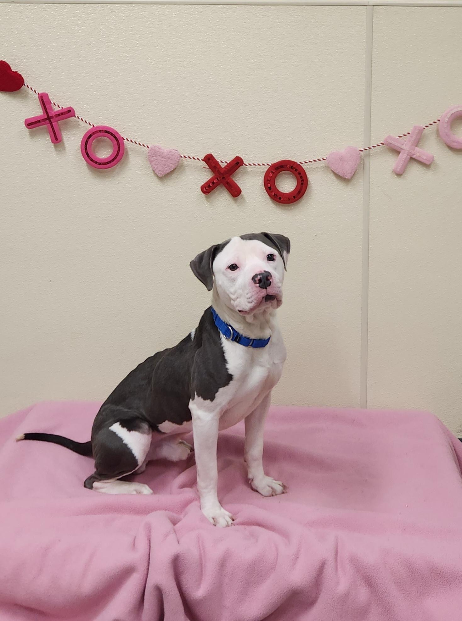 Heff, a ADOPTABLE Pit Bull Terrier in Sewaren, NJ image 2/2