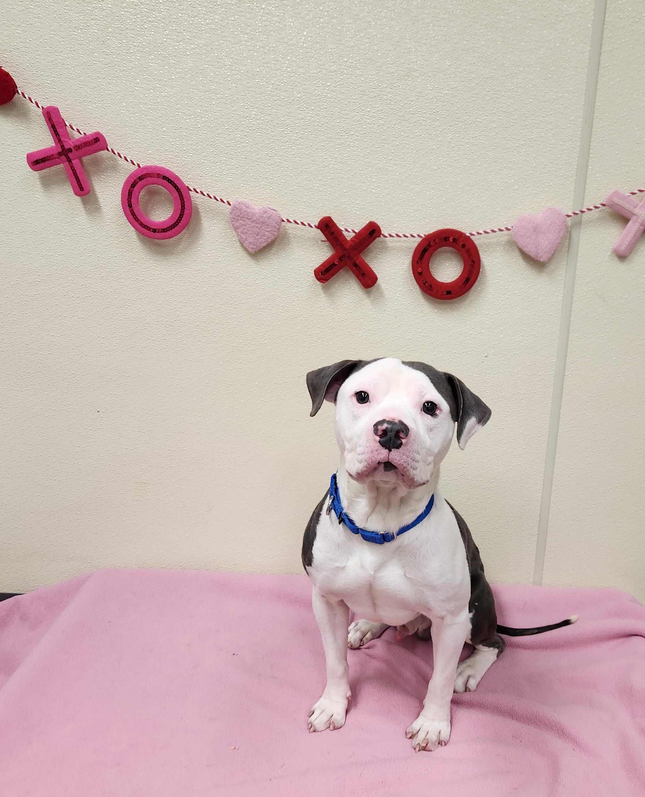 Heff, ADOPTABLE, Adult Male Pit Bull Terrier.