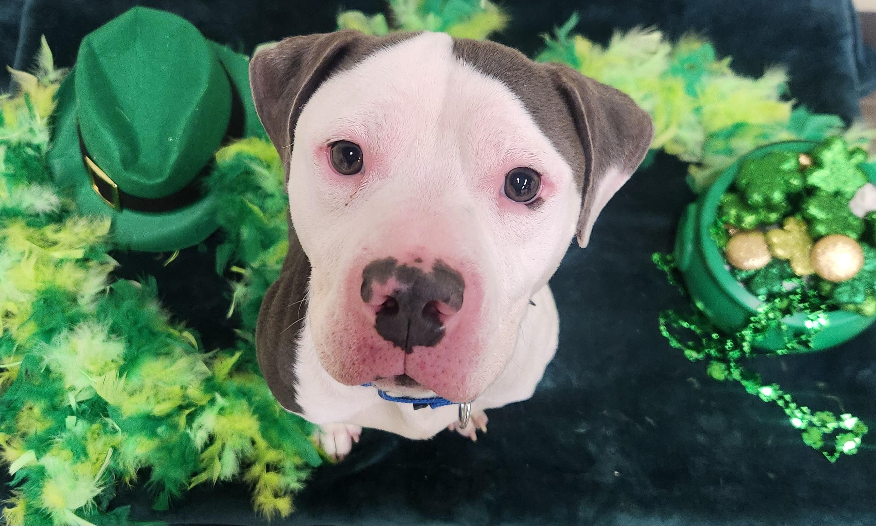 Enlarge Heff, a ADOPTABLE Pit Bull Terrier in Sewaren, NJ image 1/3