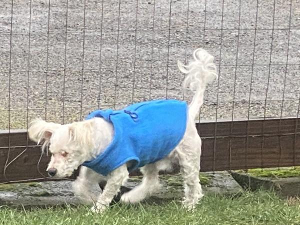 Frankie — thumbnail 2