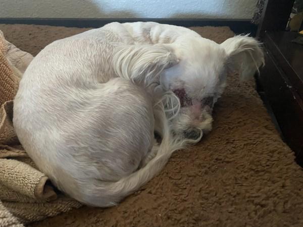 Frankie — thumbnail 3