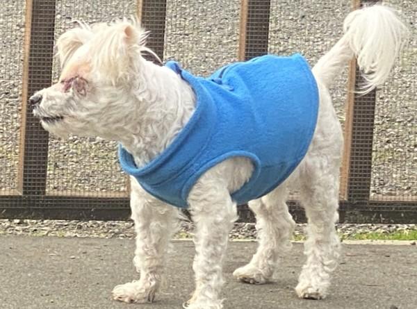 Frankie — thumbnail 4