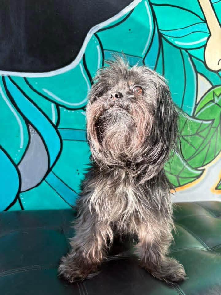 ETHEL, a ADOPTABLE Shorkie in Vandergrift, PA image 2/2