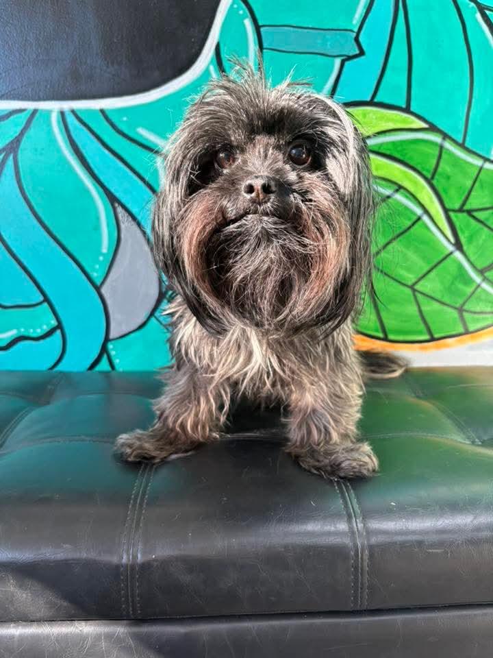 ETHEL, ADOPTABLE, Adult Female Shorkie.