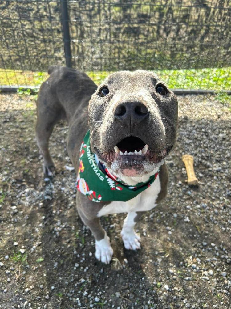 Grady — thumbnail 2