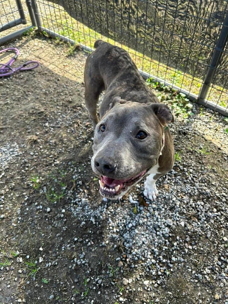 Grady — thumbnail 3