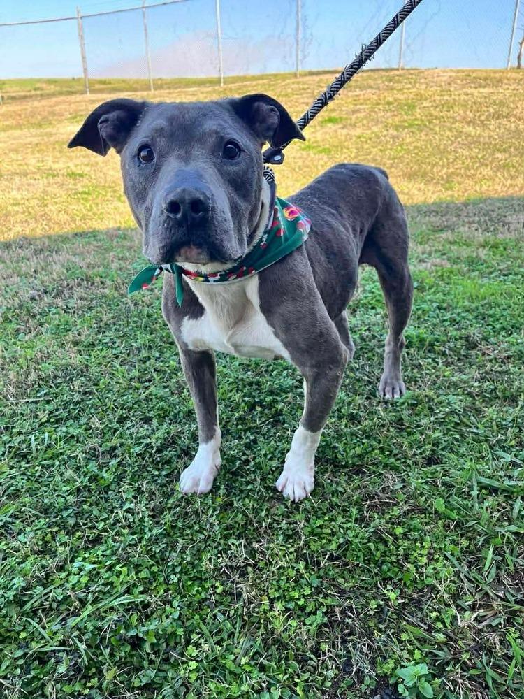 Grady — thumbnail 4