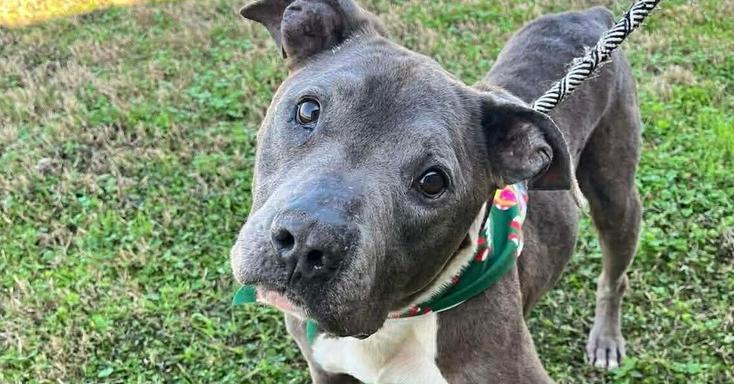 Grady — thumbnail 5