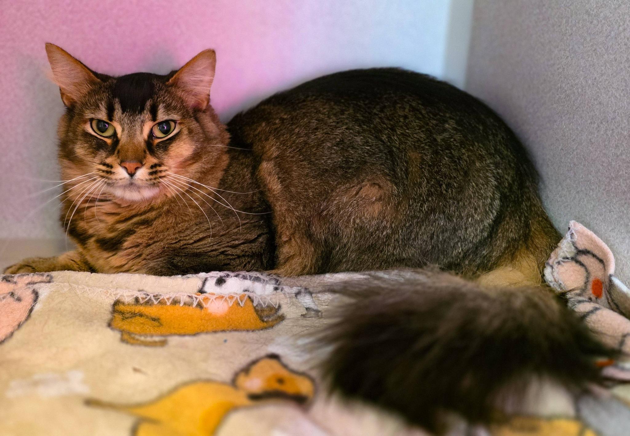 Enlarge Kevin, a ADOPTABLE Domestic Long Hair in Sterling Heights, MI image 6/6