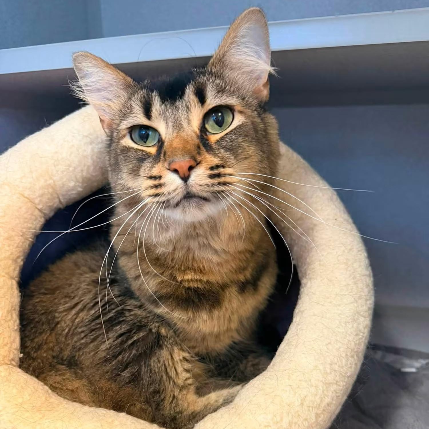 Kevin, ADOPTABLE, Adult Male Domestic Long Hair.