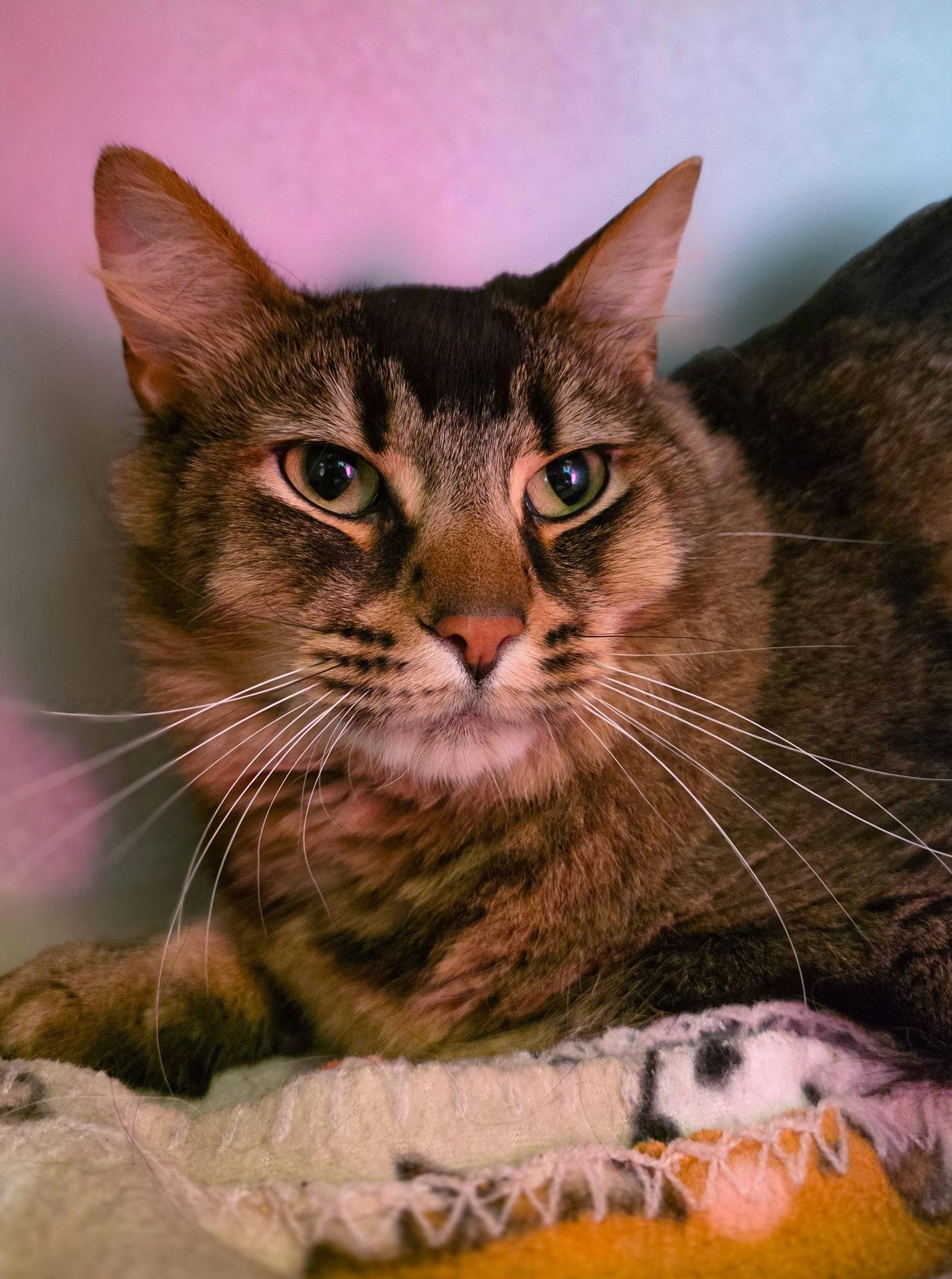 Enlarge Kevin, a ADOPTABLE Domestic Long Hair in Sterling Heights, MI image 5/6