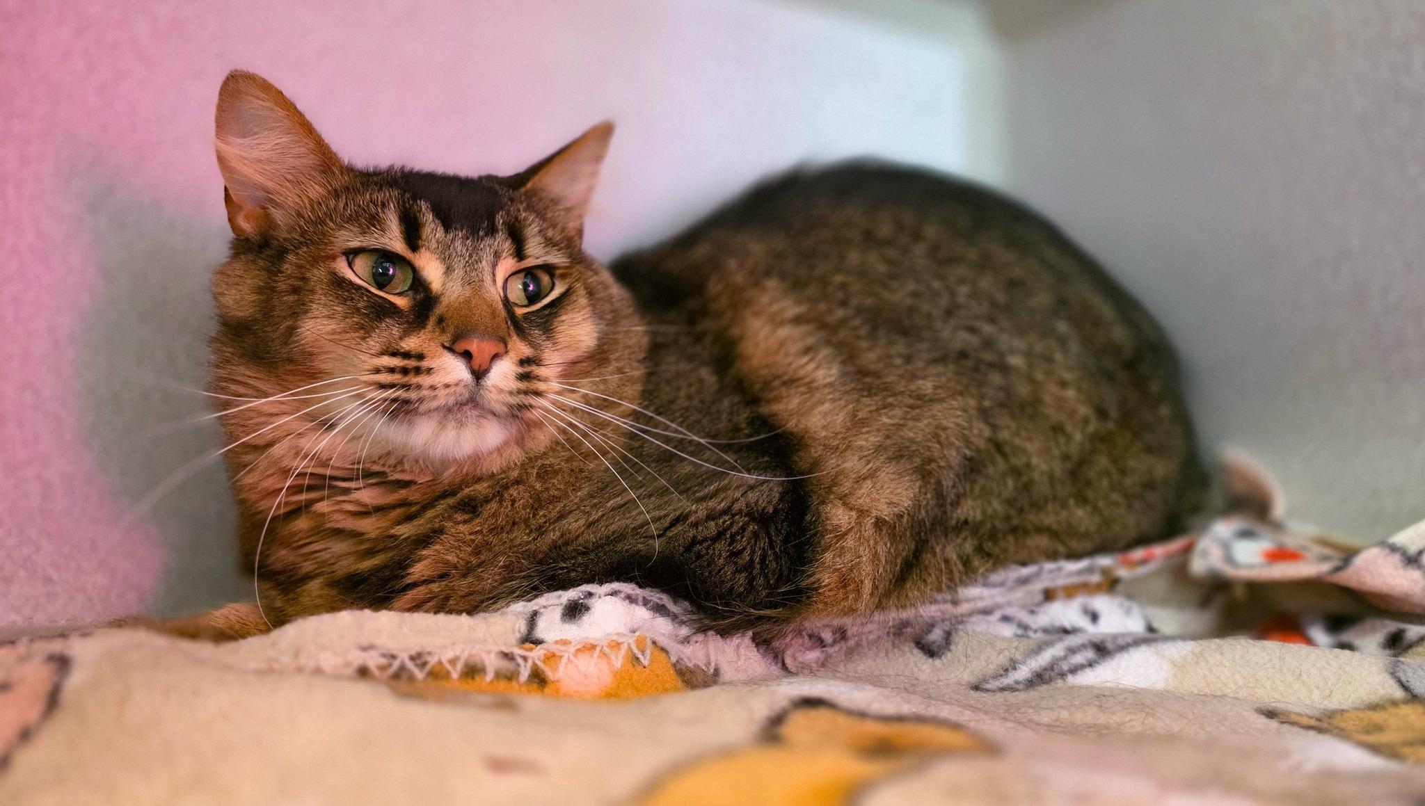 Enlarge Kevin, a ADOPTABLE Domestic Long Hair in Sterling Heights, MI image 2/6