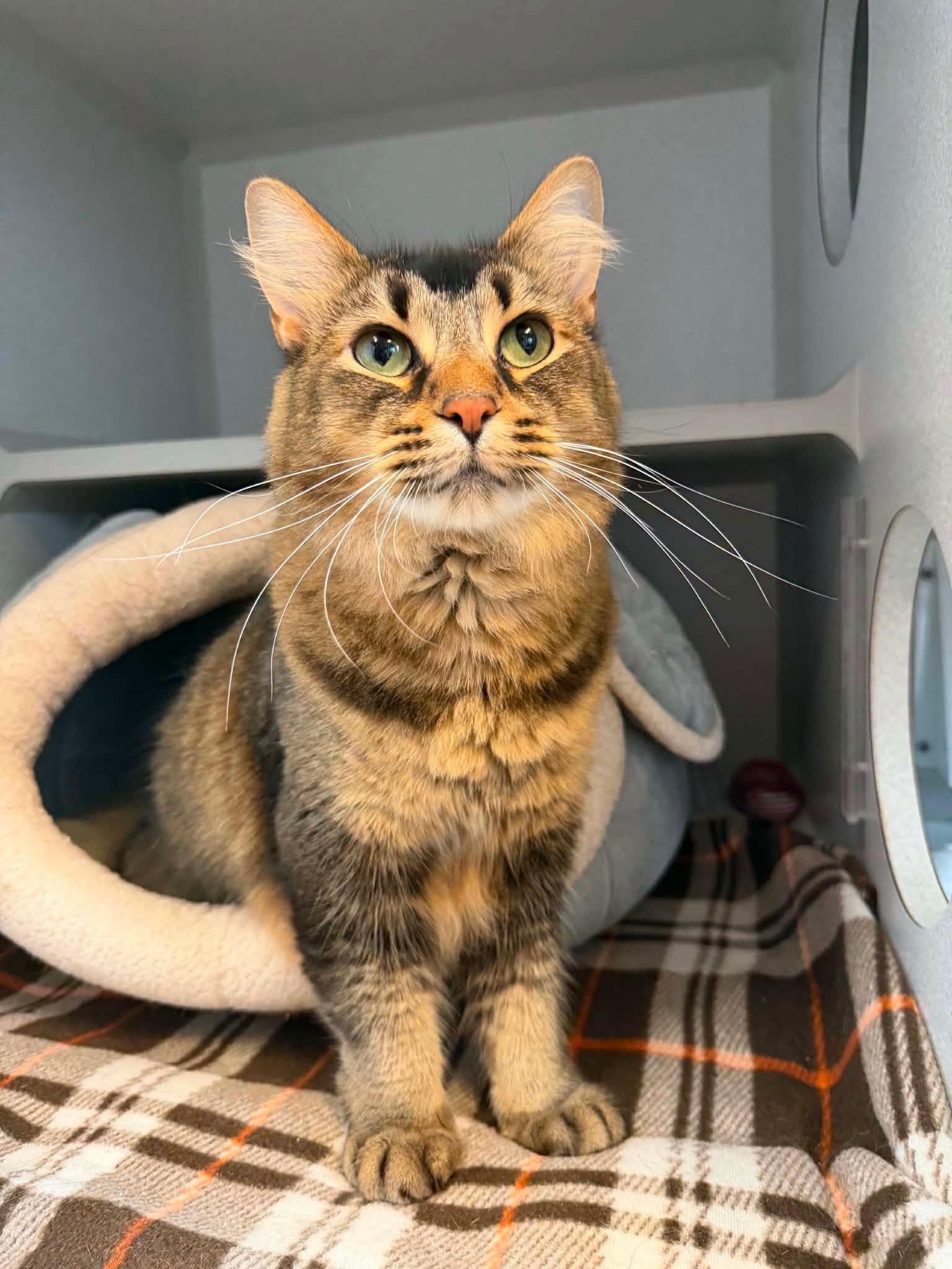 Kevin, ADOPTABLE, Adult Male Domestic Long Hair.