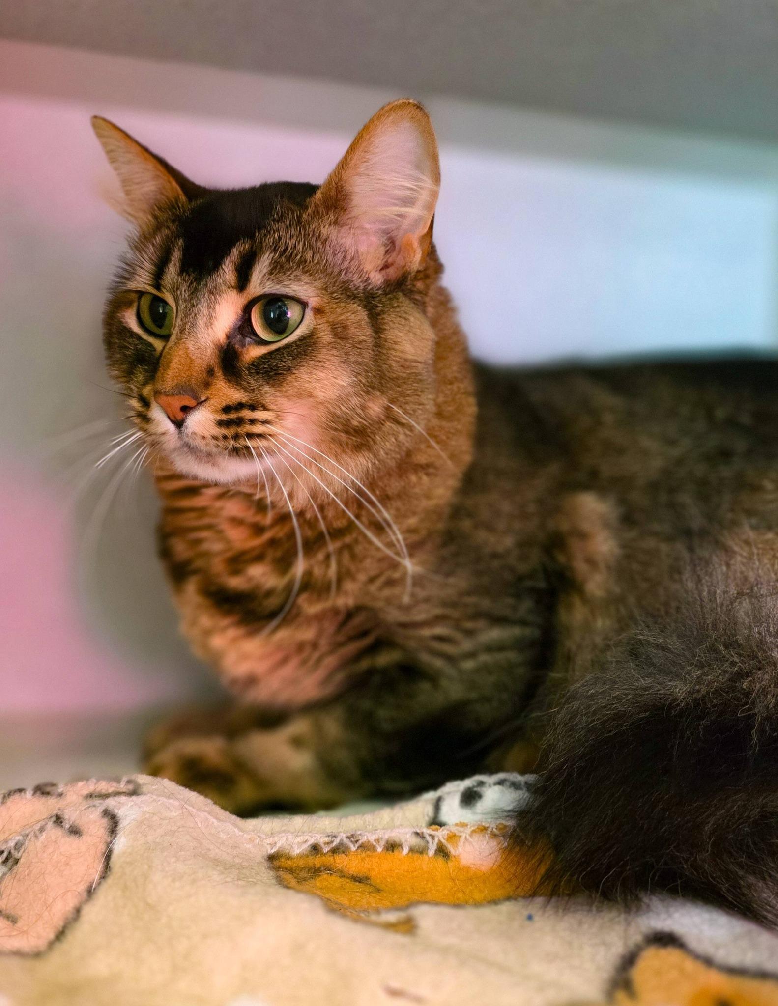 Enlarge Kevin, a ADOPTABLE Domestic Long Hair in Sterling Heights, MI image 3/6