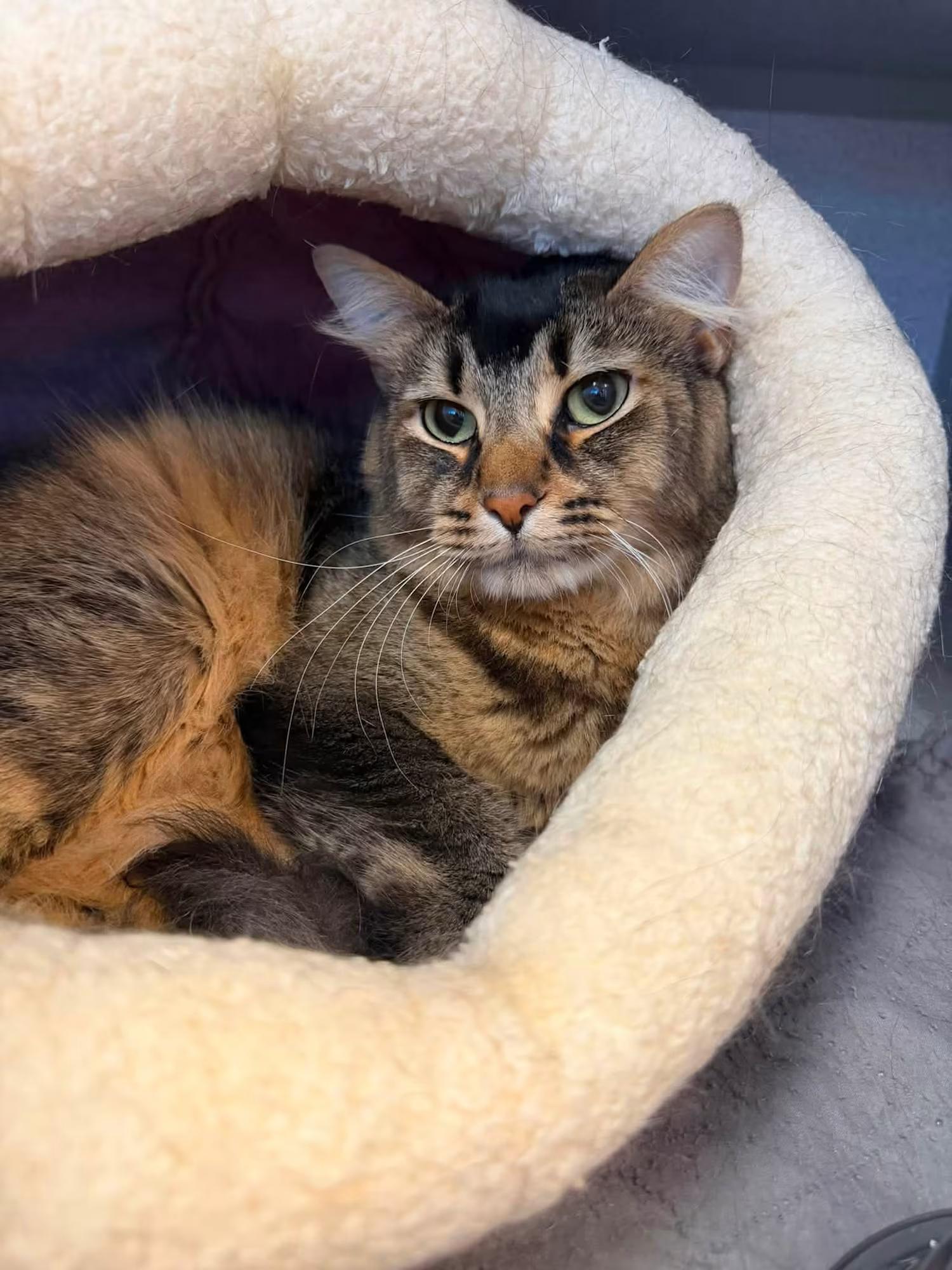 Enlarge Kevin, a ADOPTABLE Domestic Long Hair in Sterling Heights, MI image 6/6
