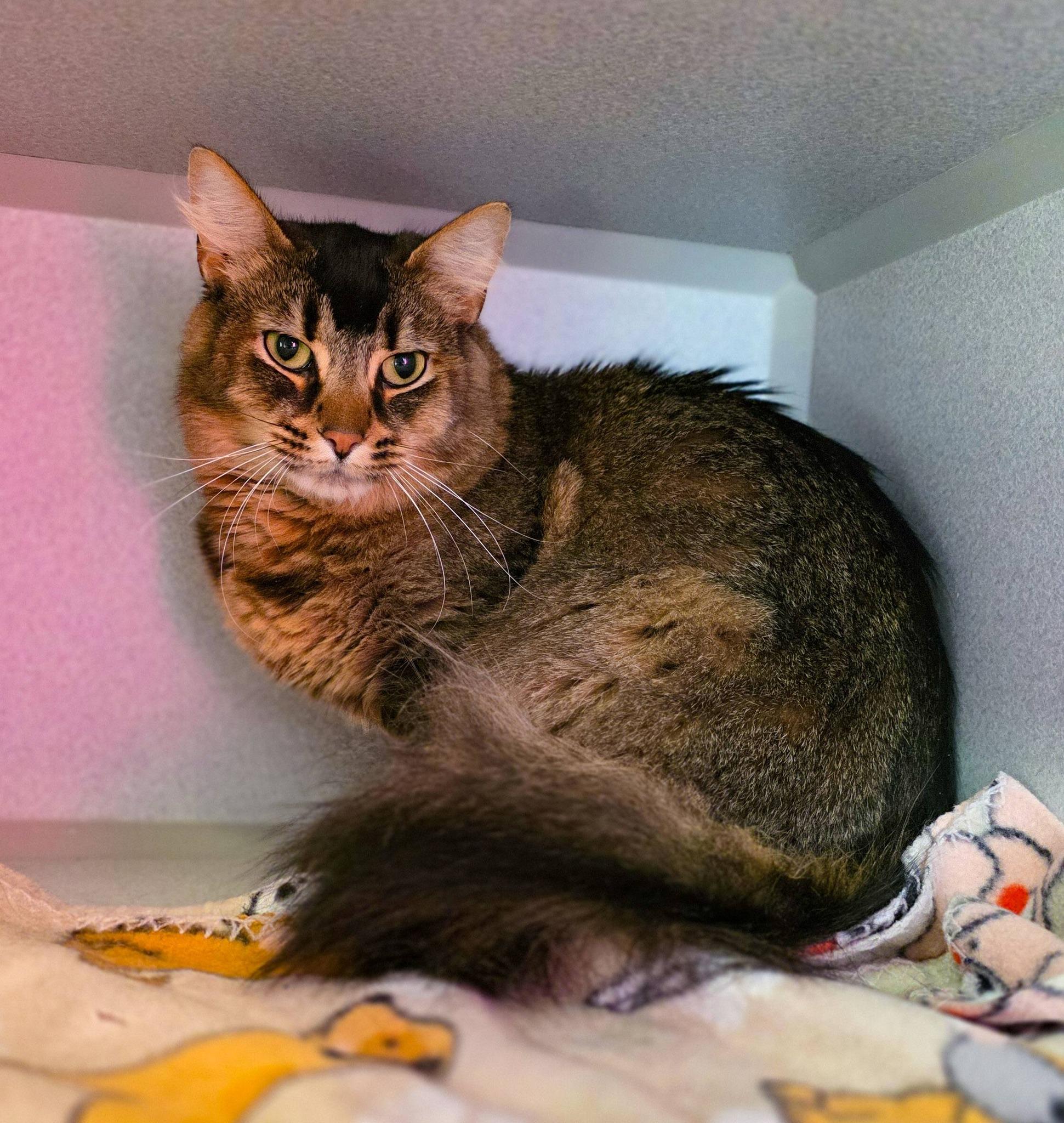 Kevin, ADOPTABLE, Adult Male Domestic Long Hair.