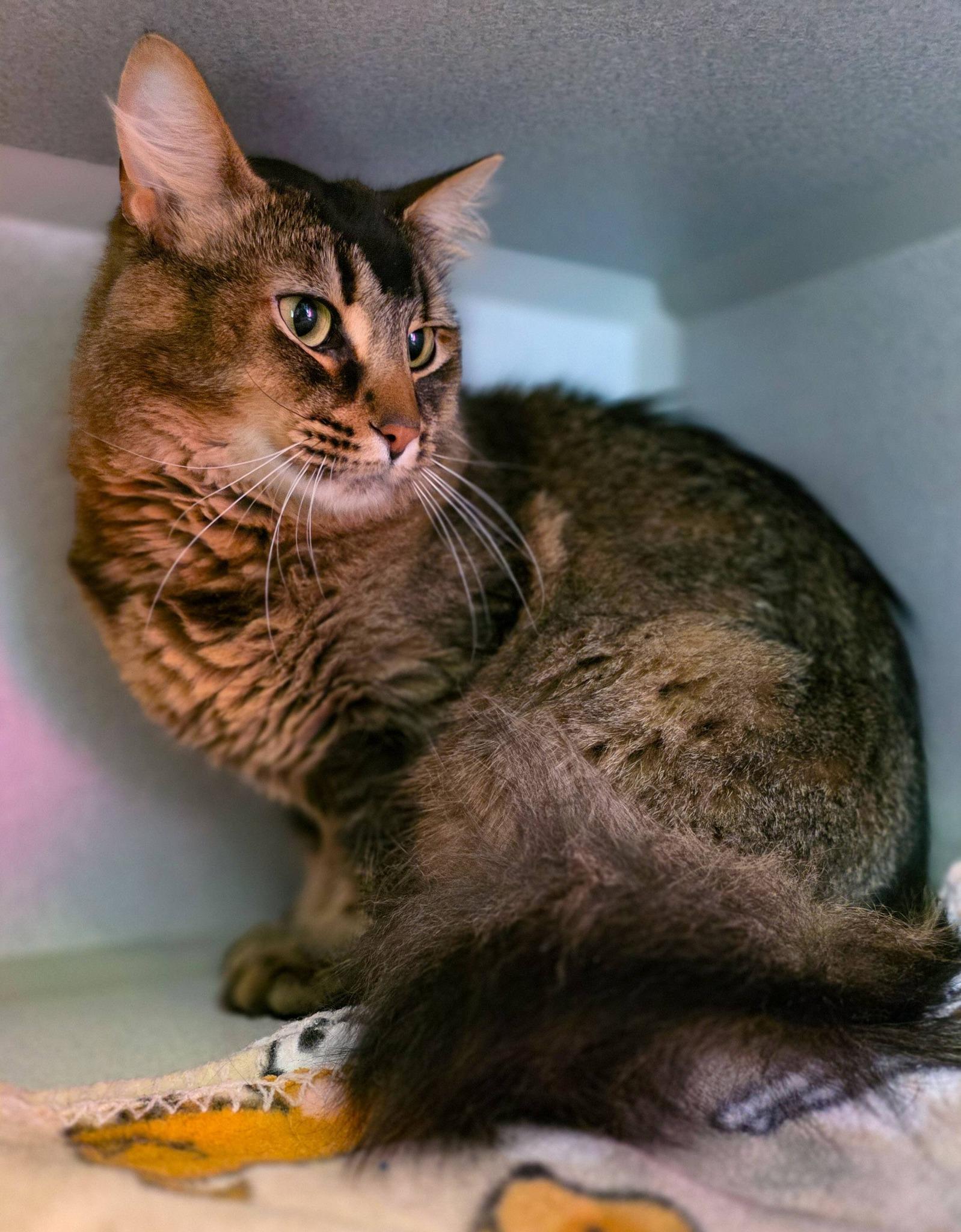 Enlarge Kevin, a ADOPTABLE Domestic Long Hair in Sterling Heights, MI image 4/6