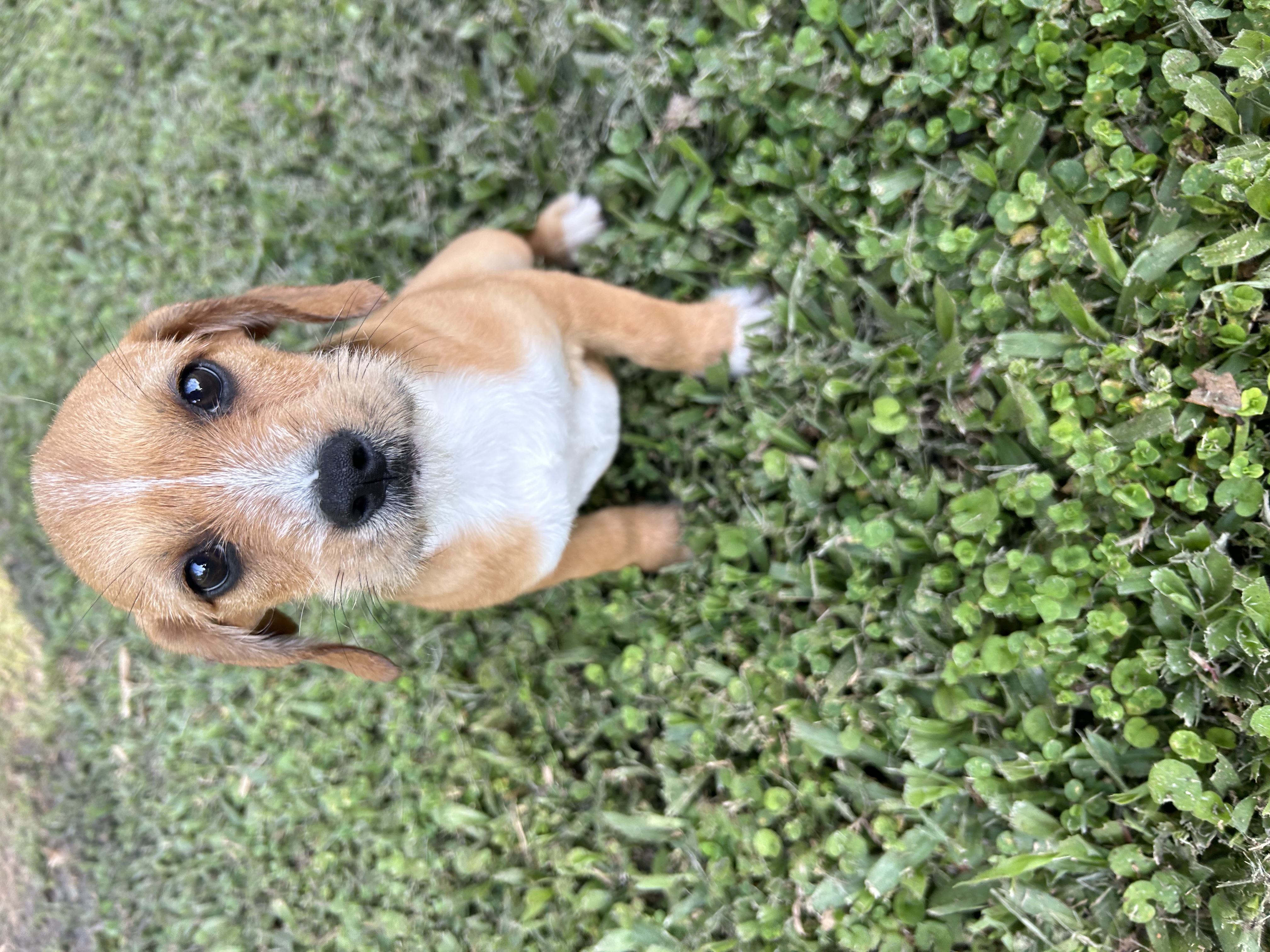 Enlarge Maliah, a Adopted Terrier in Haines city, FL image 1/2