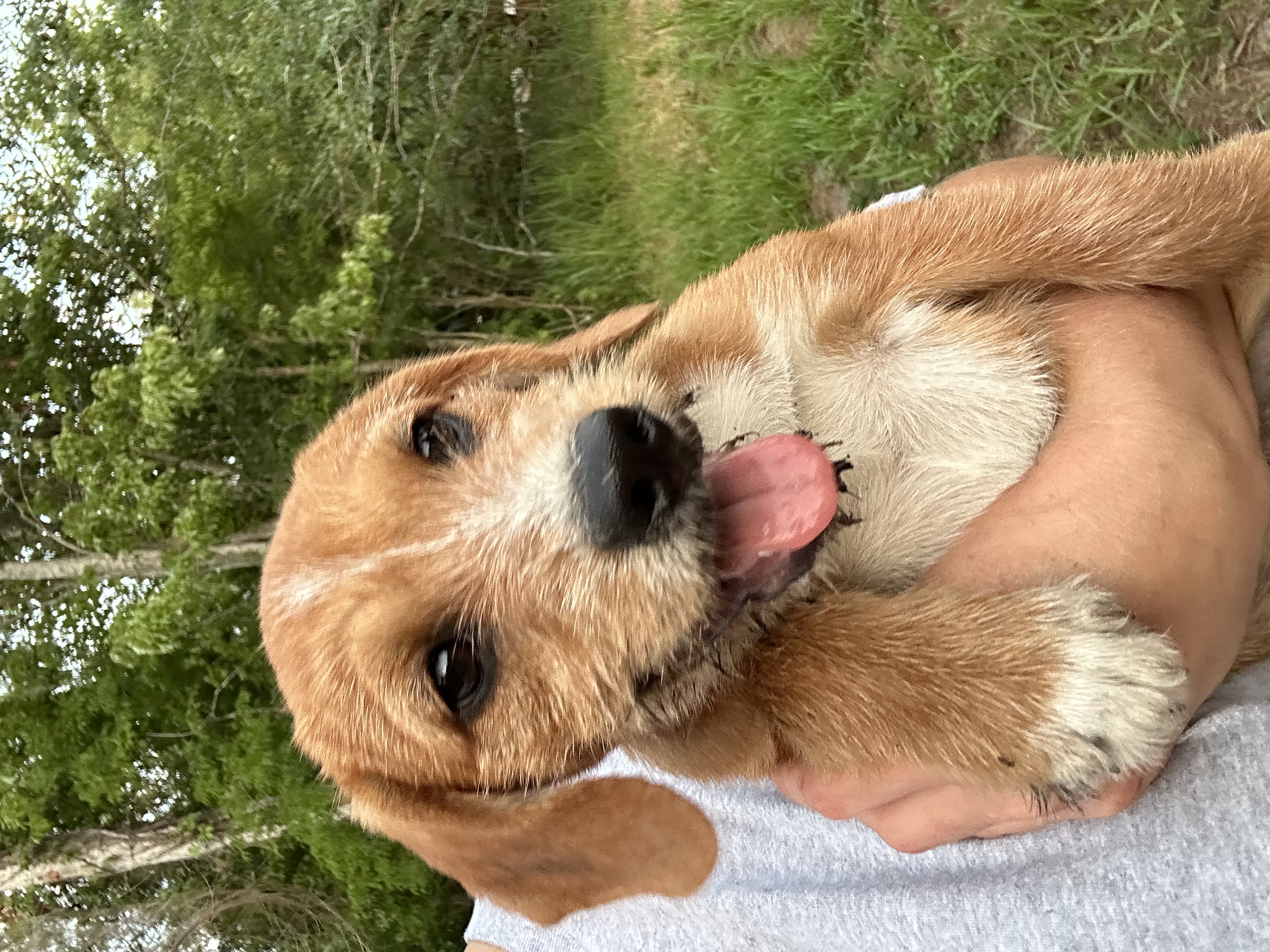 Enlarge Maliah, a Adopted Terrier in Haines city, FL image 2/2