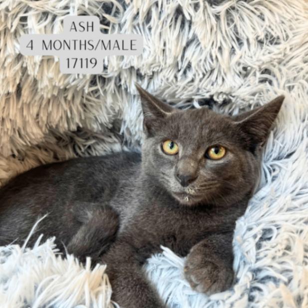 Ash, Adoptable, Young Male Domestic Short Hair.