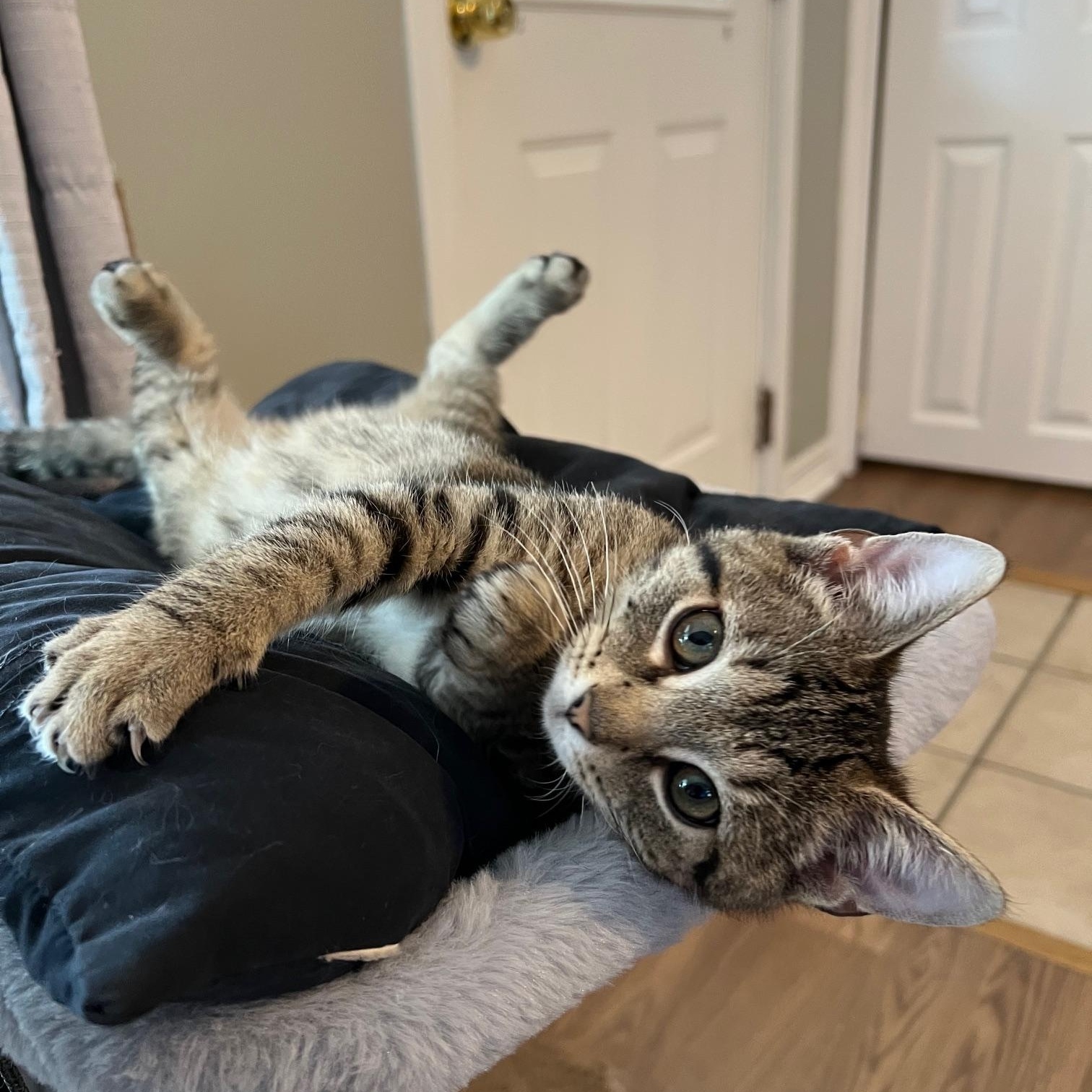 Nakia, adopted, Kitten Female Domestic Short Hair.