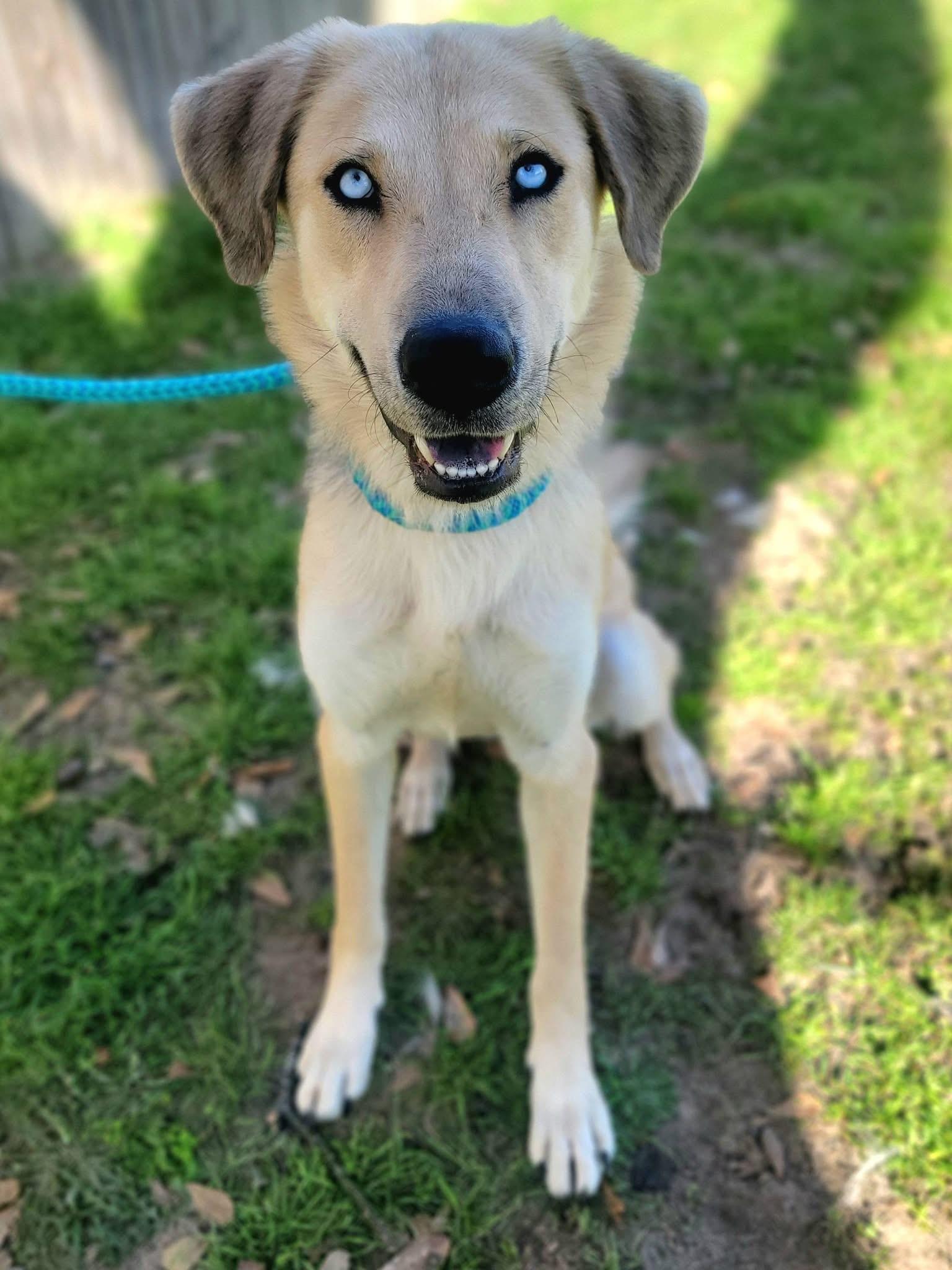 Rogue , a ADOPTABLE mixed breed in Mendham, NJ image 1/4