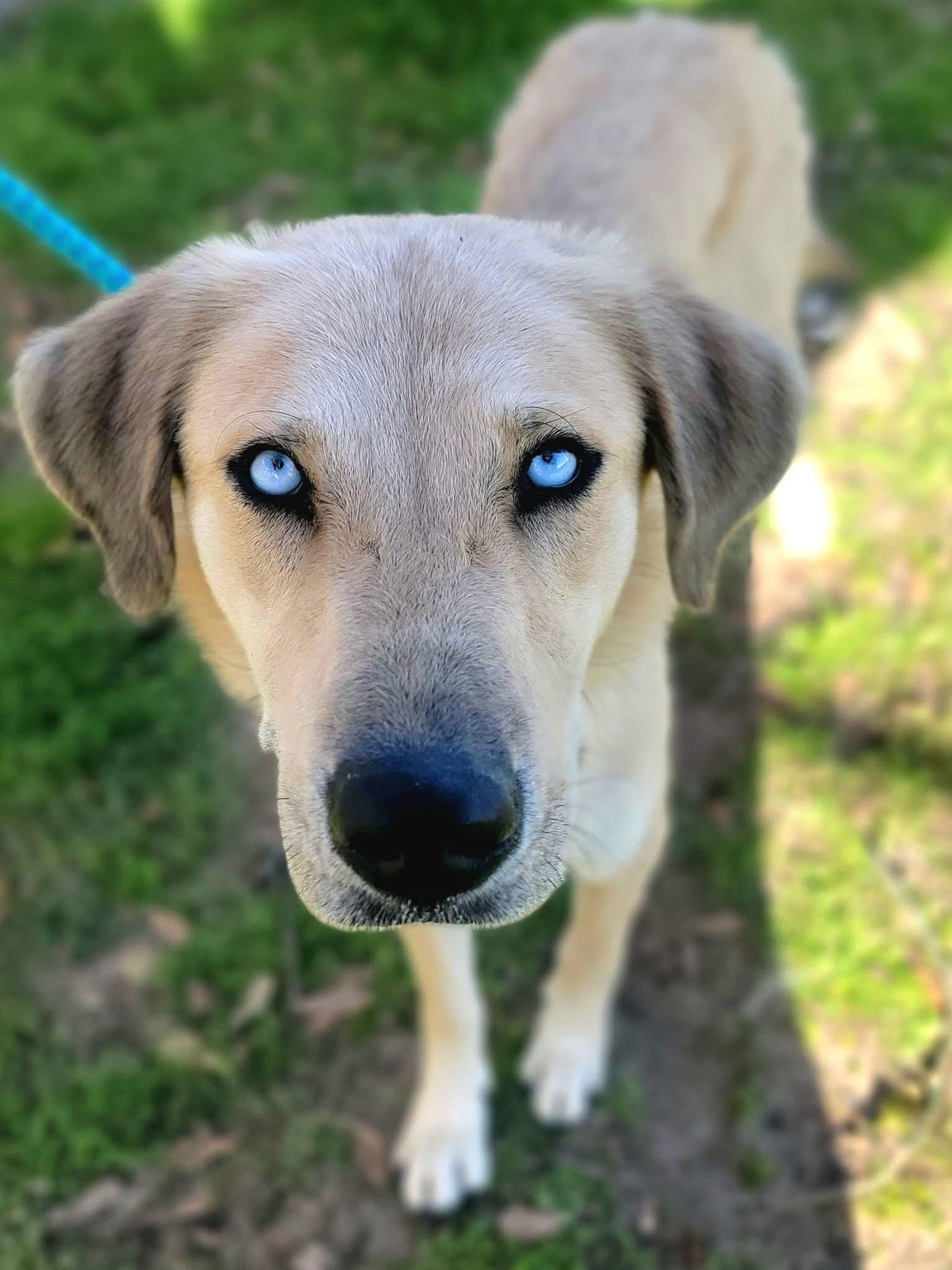 Rogue , a ADOPTABLE mixed breed in Mendham, NJ image 4/4