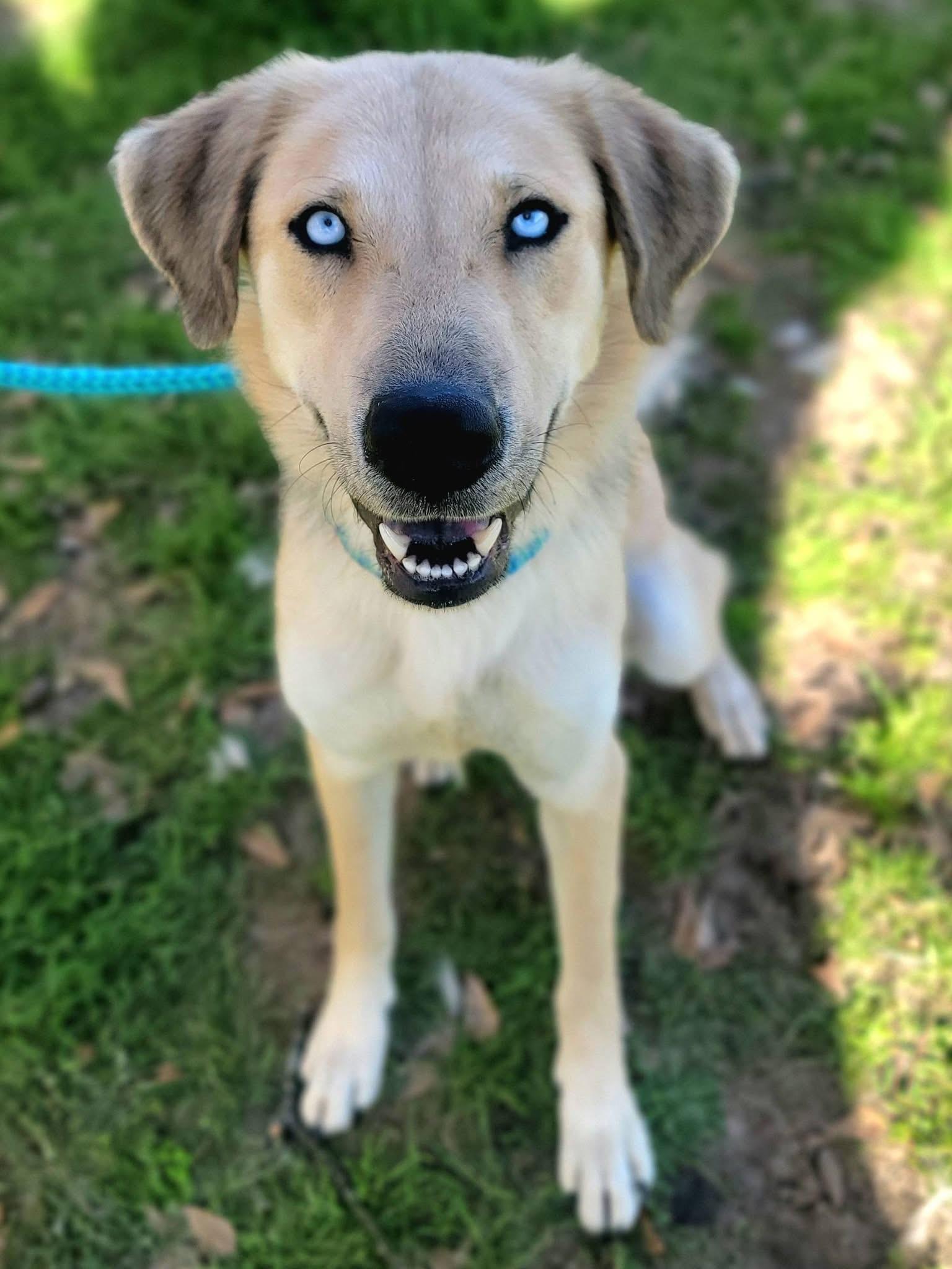 Rogue , a ADOPTABLE mixed breed in Mendham, NJ image 3/4