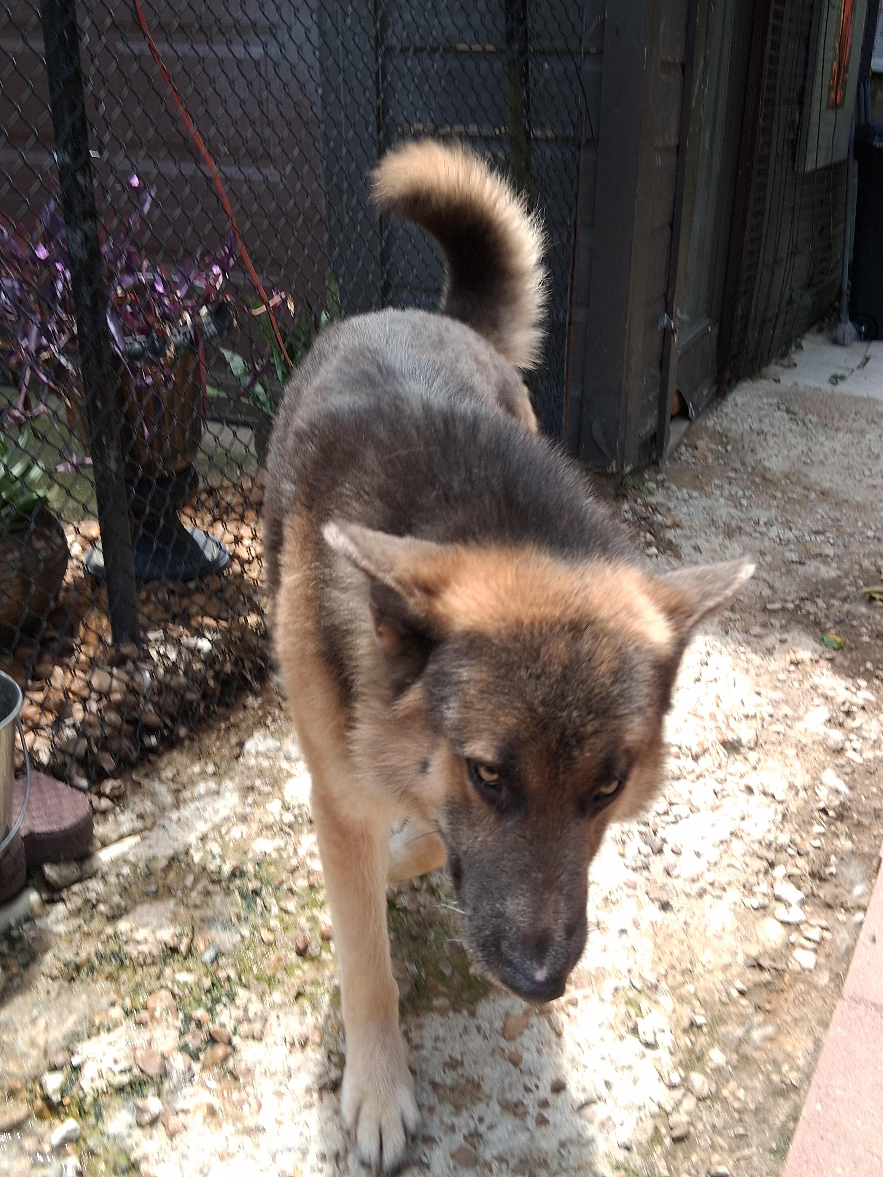 Beau, ADOPTABLE, Adult Male Belgian Shepherd / Tervuren.