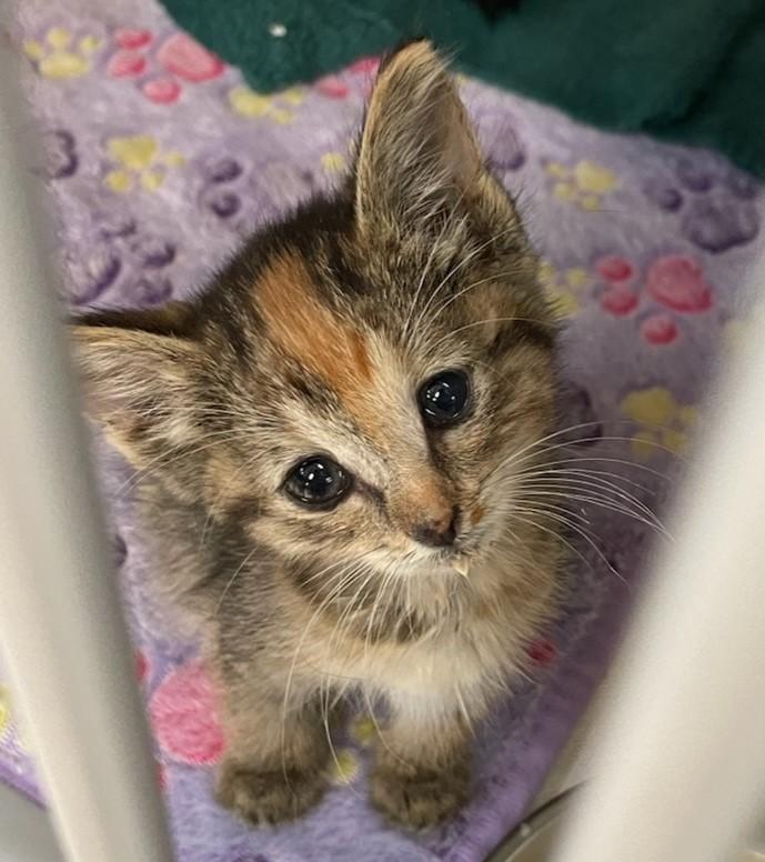 Lysithea, Baby Female unknown